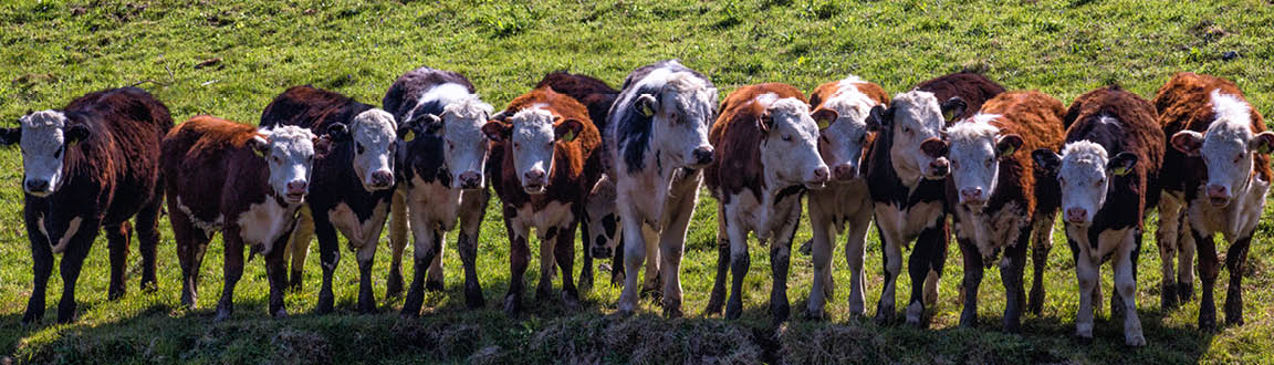 Panoramic view of cows standing shoulder to shoulder