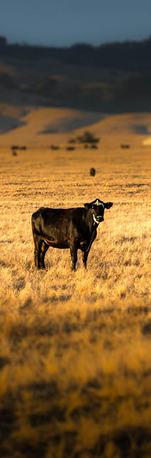A brown cow in a field in the evening 