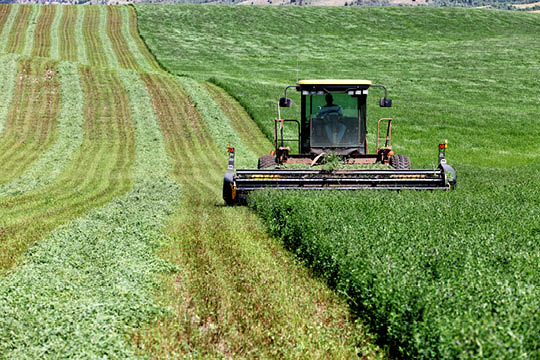 Photo of swather cutting alfalfa