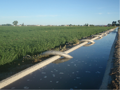 irrigation using tubes to siphon water from concrete ditch