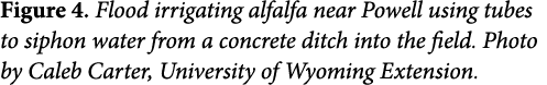 Figure 4. Flood irrigating alfalfa near Powell using tubes to siphon water from a concrete ditch into the field. Phot...
