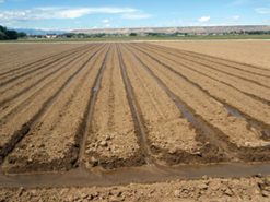 Water flowing in a tailwater recover catch ditch