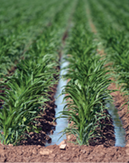 photo of irrigated crops