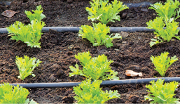 photo of drip irrigation