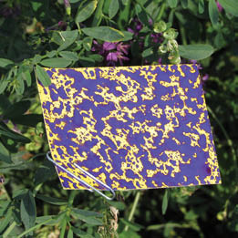 Tee-Jet water sensitive cards after treatment.