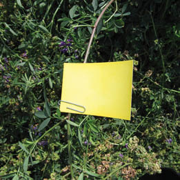 Tee-Jet water sensitive cards prior to treatment.