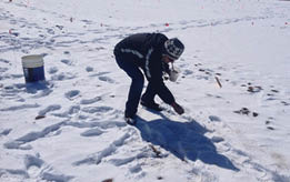 Figure 3 top photo. Broadcasting forage seeds on snow