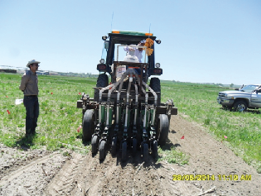 Figure 3 bottom. Photo of drilling forage kochia seed.