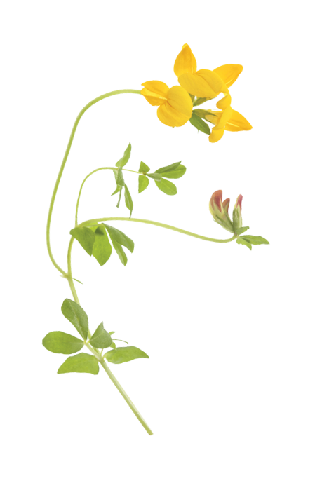 closeup photo of birdsfoot trefoil
