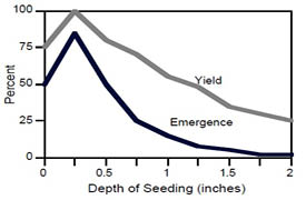 graph the effects of seeding depth on emergence and yield of birdsfoot trefoil. Yields are highes when planted at a depth of .25 inches