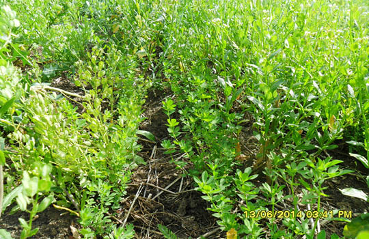 photo of birdsfoot trefoil amongst weeds.