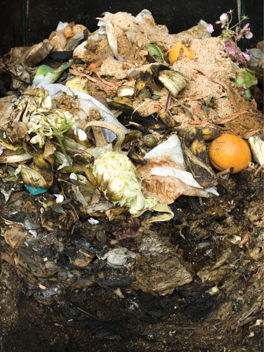 Cover photo of decaying compost