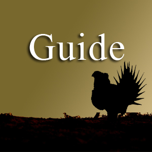 Guide